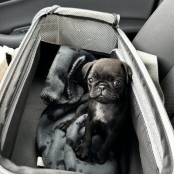 Scottie Boba Potato Pug